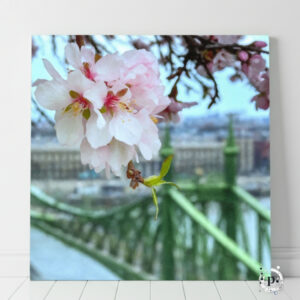 Freedom of Spring